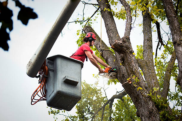 Best Hazardous Tree Removal  in Adrian, MO